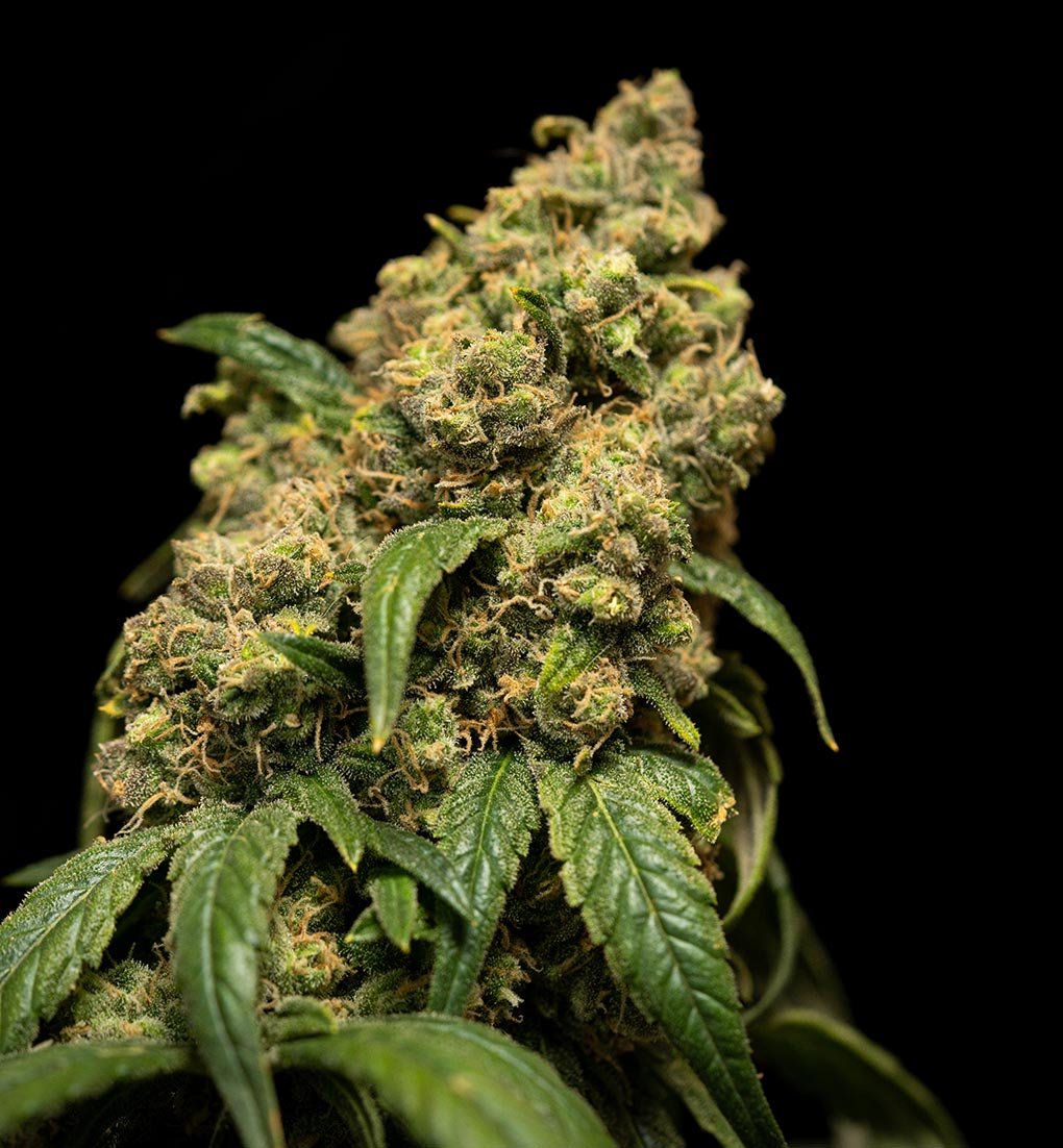 Cannabis Ready to Harvest